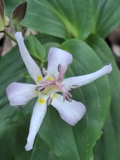 [258] Tricyrtis hirta 'Raspberry Mouse'