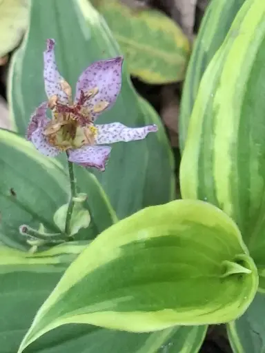 [259] Tricyrtis formosana 'Autumn Glow'
