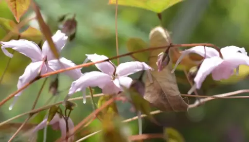 [261] Epimedium 'Togen'