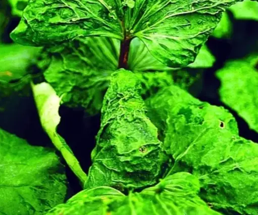 Farfugium japonicum 'Ryuto' 