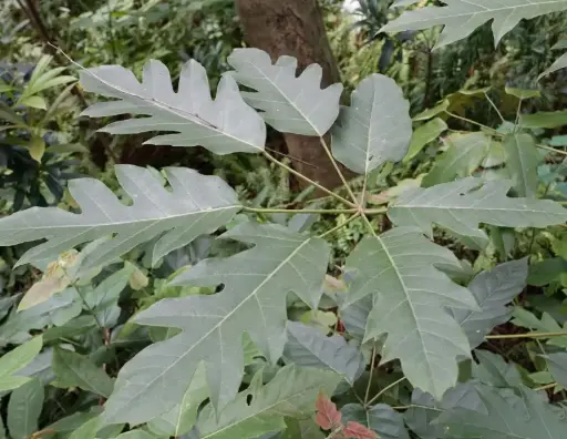 [243] Schefflera delavayi