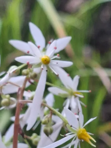 [266] Saxifraga fortunei 'Wada'