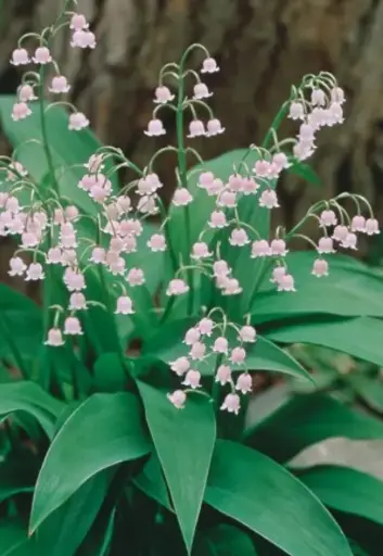 [274] Convallaria majalis 'Rosea'