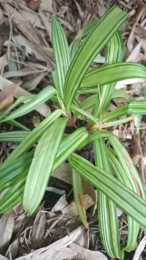 [268] Carex siderosticha 'Shiro Nakafu'