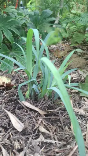 [269] Carex laxiculmus 'Bunny Blue'