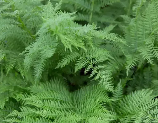 [249] Onychium japonicum