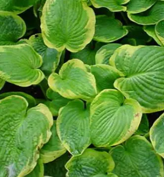 [12 en 86] Hosta sieboldiana 'Frances Williams'