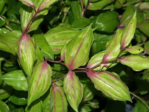 [110] Disporum cantoniense 'Aureovariegata'