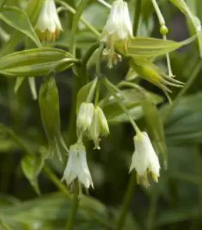 [112] Disporum bodienieri