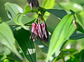 [114] Disporum cantoniense var. y-tiense