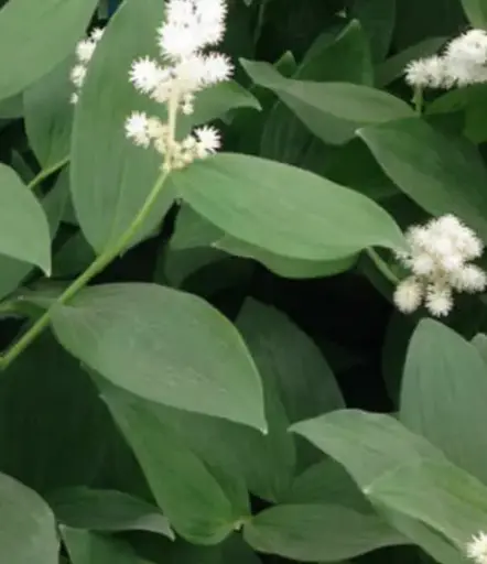 [145] Maienthemum racemosum (syn. Smilacina racemosum)