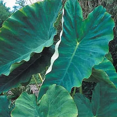 [357] Colocasia gaoligongensis
