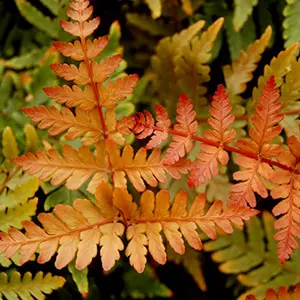 [221] Dryopteris koidzumiana (syn. D. erythrosora var. koidzumiana)