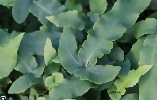 [217] Dryopteris Sieboldii