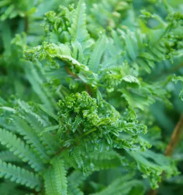 [192] Dryopteris Filix-Mas 'Grandiceps'