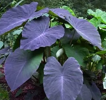 [196] Colocasia 'Black Magic'