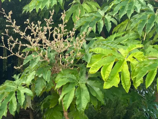 [27] Tetrapanax papyrifer