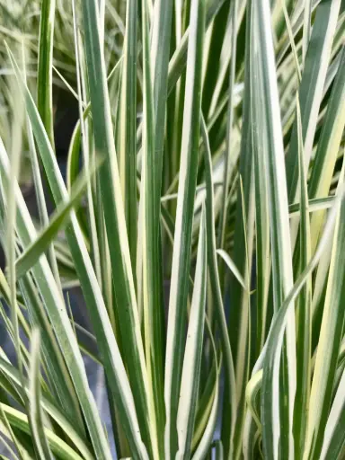 [276] Acorus gramineus 'Variegatus'