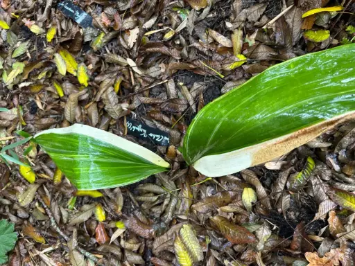 [279] Aspidistra elatior 'Variegata'