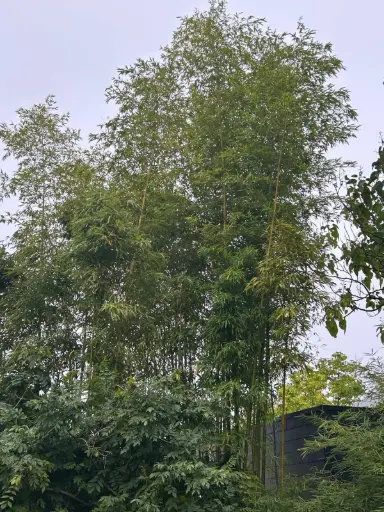 [308] Phyllostachys Fimbriligula