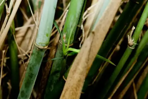 Borinda Grossa KR 5913