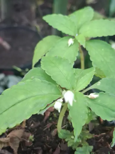 [284] Impatiens qingchengshanica 'Emei Dawn'