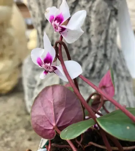 [287] Cyclamen coum cyberia 'Wit'