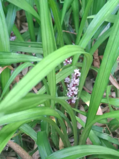 [282] Reineckea incurva 'Crûg's Linearleaf'