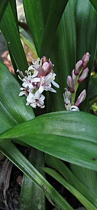 [290] Reineckea carnea 'Crûg's Broadleaf'