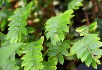 [283] Elatostema imbricans