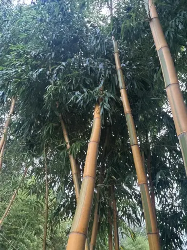 [310] Phyllostachys Vivax 'Huanwenzhu Inversa' 