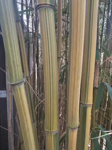 [309] Phyllostachys Aureosulcata 'Argus'