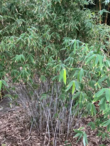 [45] Fargesia Demissa A