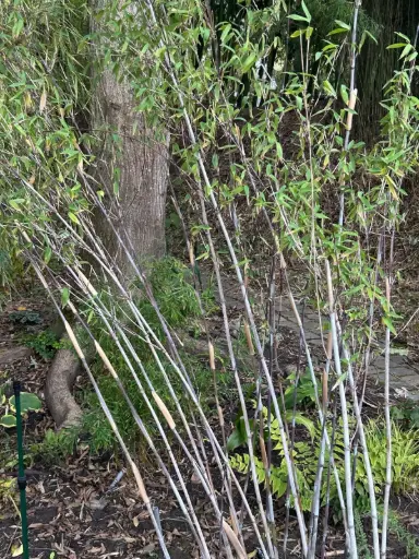 [42] Fargesia Demissa C