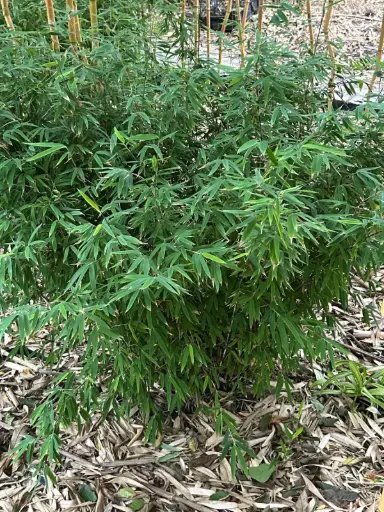 [214] Fargesia Nitida ' Vulcano'