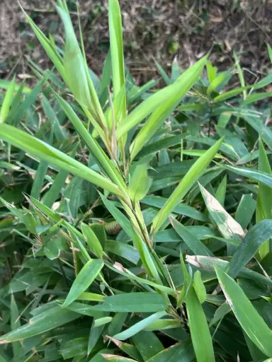 [57] Shibatea Lancifolia