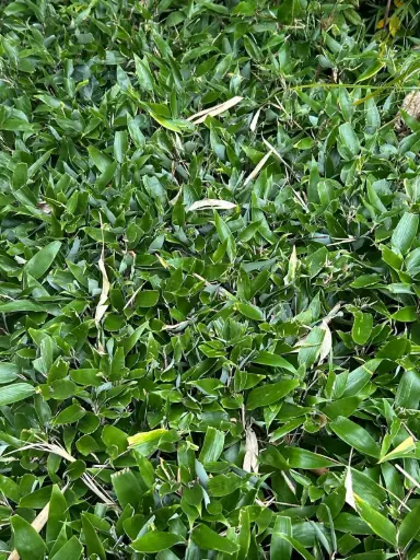 [311] Shibatea Kumasaca