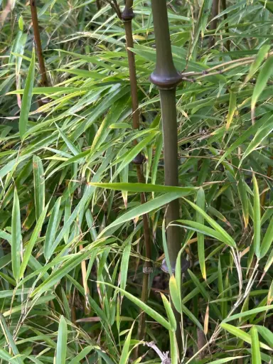 Chimonobambusa Tumidinoda