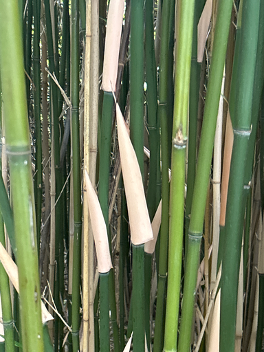 Semiarundinaria Viridis