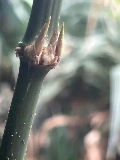 Chimonobambusa Quadrangularis