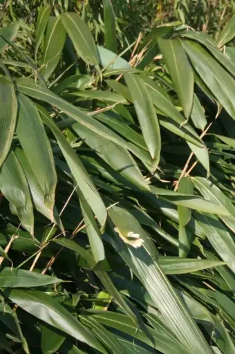 Indocalamus Tesselatus