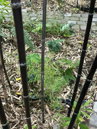 [55] Phyllostachys Nigra 'Othello'