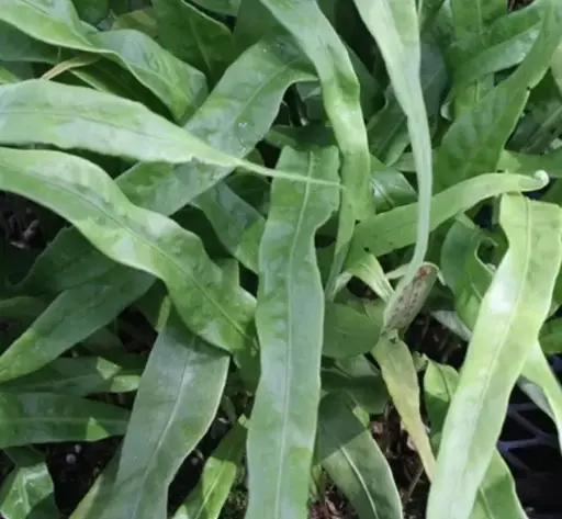 [291] Neolepisorus Fortunei