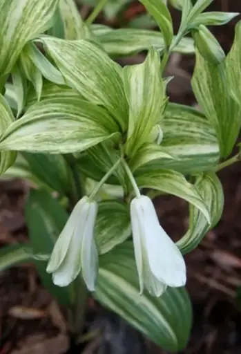 [304] Disporum sesile Kinga