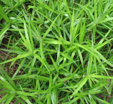 [295] Carex phyllocephala 