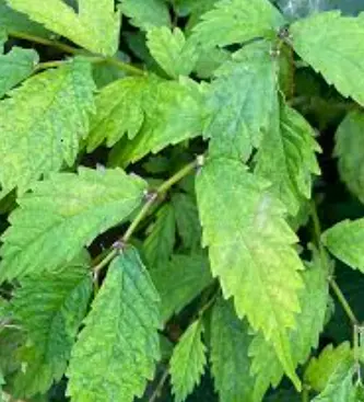 [302] Elatostema umbellatum 'Dents de Kyoto'