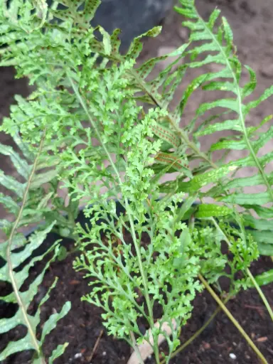 [306] Polypodium Trichomanes Backhouse