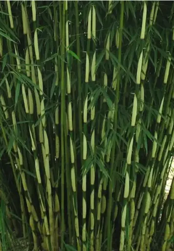 [58] Fargesia Robusta 'Pingwu'