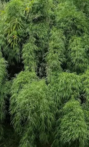 [60] Fargesia Nivalis (syn. Yushania Velutina)