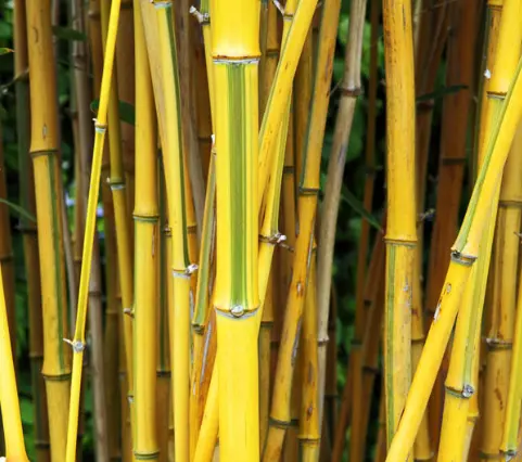 [48] Phyllostachys Aureosulcata f. 'Spectabilis'